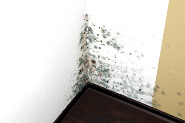 Eliminate Black Mold for a Healthier Environment Eliminate Black Mold for a Healthier Environment | Tri Span Inc Waste Removal